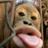 ASanguineOok's profile image
