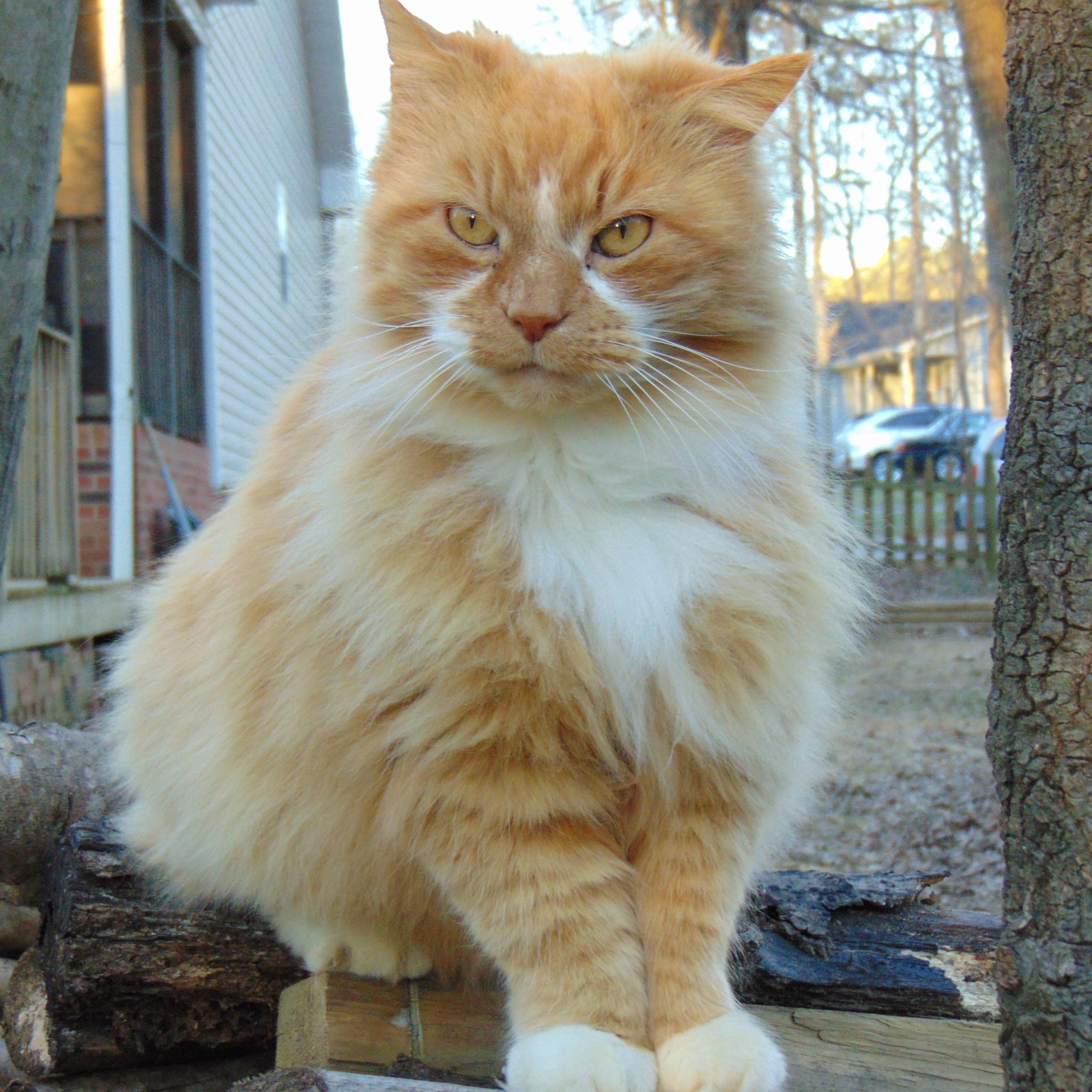 Check out my you tube channel I Love pets Cats, Dogs,fish,and how to stuff...Wine maker,, Jeweler, Artist...