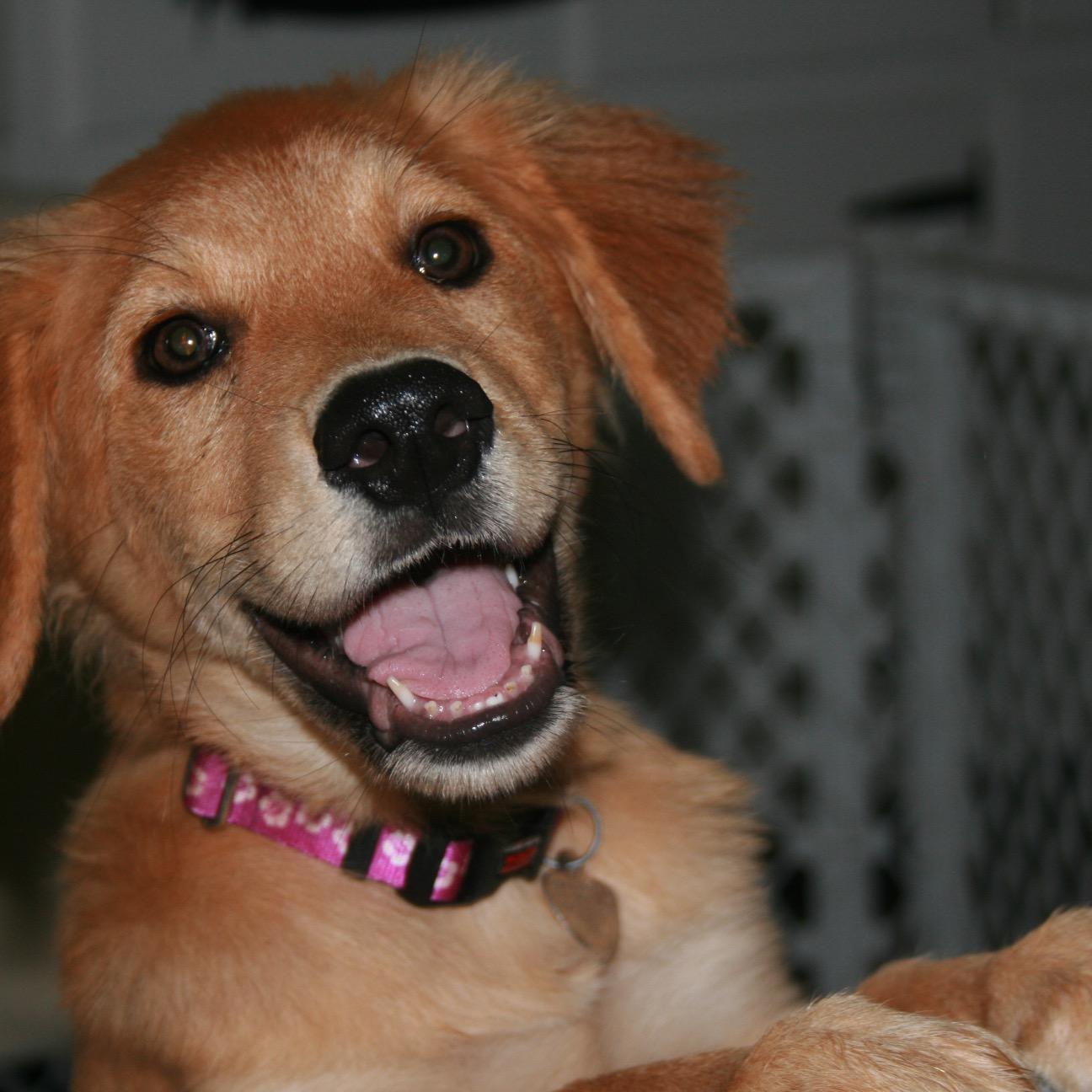 Vegan - Foster Mom to over 250 pups - Love of nature and animals - Live and let live- Most humans suck- but I love us Dems