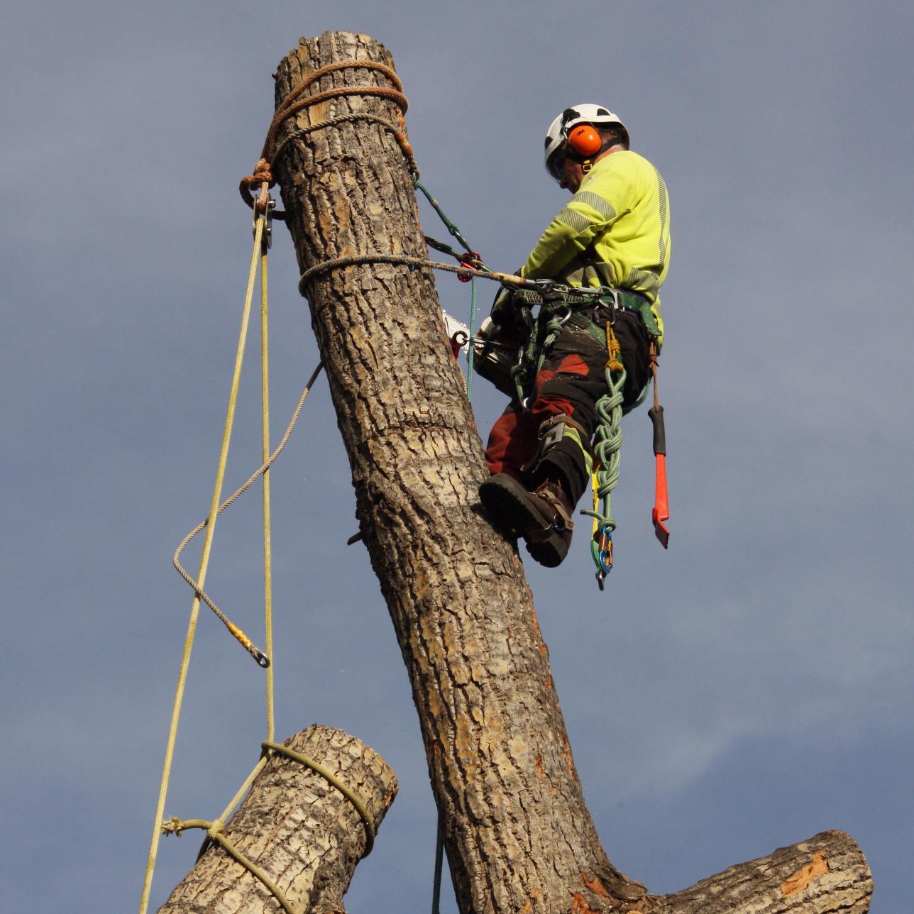 Offering pruning, removal, stump grinding, cabling and bracing, storm damage mitigation, and cosultation services to residential and commercial customers