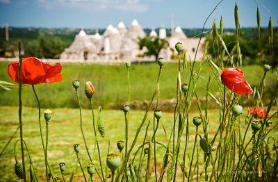 t_ilcastagno's profile picture. #trulliilcastagno is country holiday homes🌳🚵 and wine&oil farm 🚜 in Valle d'Itria. Trulli, relax, landscape, culture, food in your unique holiday in Puglia.