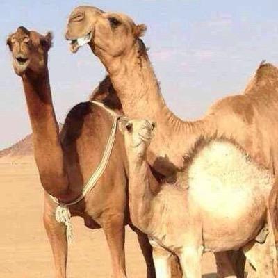 Al3nod1982's profile picture. 