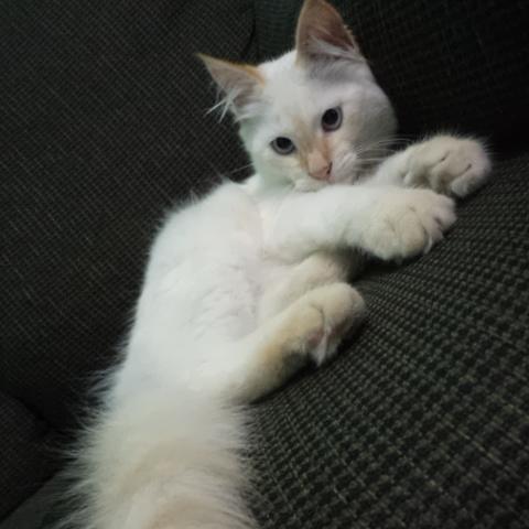 Sou um gatinho lindo e muito abençoado, tenho um criador q cuida de mim e donos q me ama.