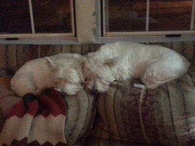 mistaBgeek's profile picture. Works in Information Technology loves music all types but my heart is in CLASSIC ROCK.  Loves my two Ladies  (Westies), Patriotic & love a good tear jerker .