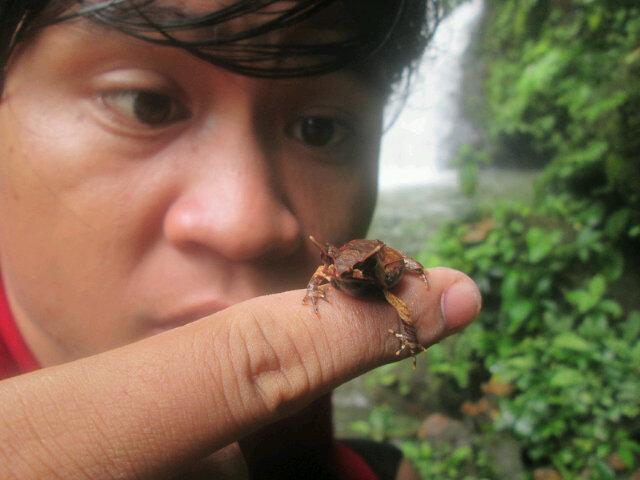 biologi 2012 

arli.sevenfold@yahoo.com

 Megoprys montana