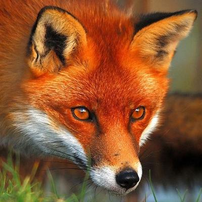 yosoyzorro_1's profile image