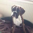 Lewis Stanton - @f835aef87a8b4ef - Twitter