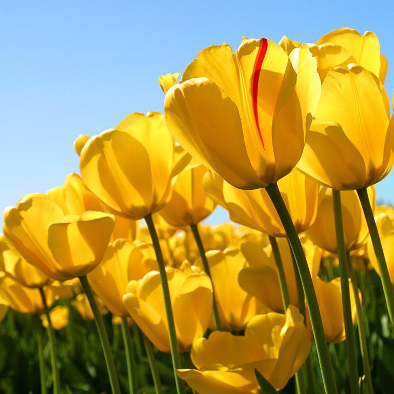 sattVIVI's profile picture. 