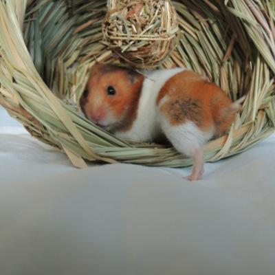 HazelHammie's profile picture. Cappucinno, Coco, Silver and Tangerine 3