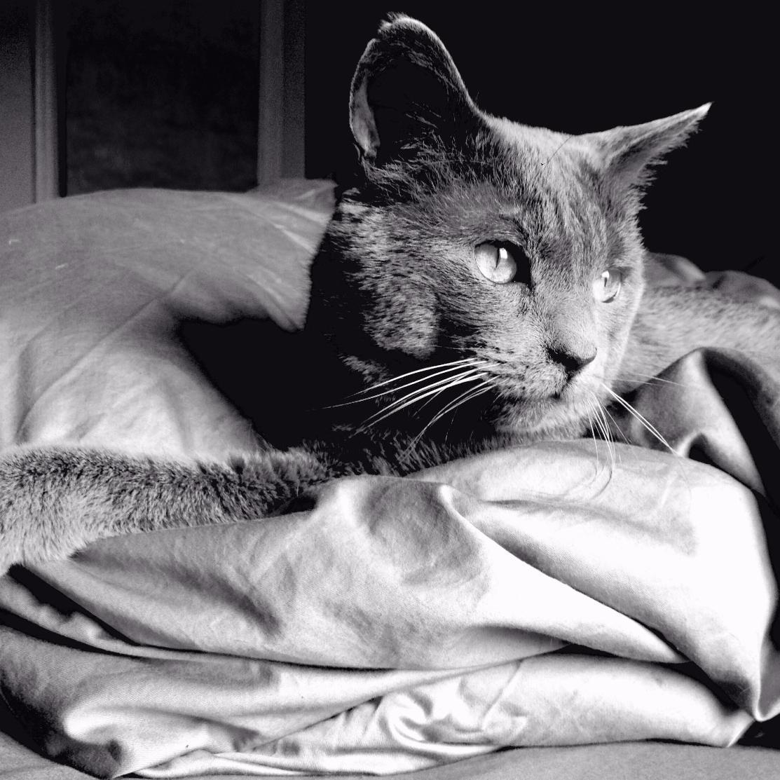 LeChatMallow's profile picture. Suivez ma vie haletante de chat. Adepte du moelleux et du confort. Foodporn addict. ❤️❤️ maman @elosuperpomme et papa @pidjigames ❤️❤️ Miaou.