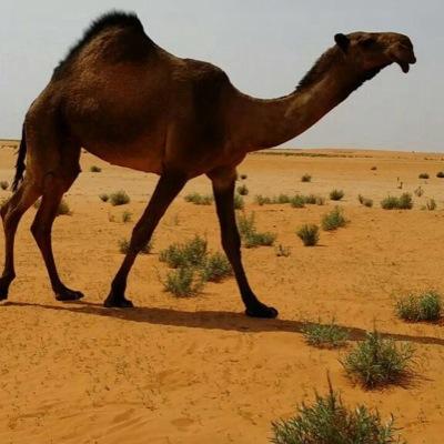 ‏حنا جنبها لا اعتلو ظمر الخيل من دونها روس الرجال نحذفها اما رعينا جل ذودن مغاتير ولا انحشرنا كلنا في طرفها