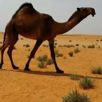 احمد العتيبي (@qwthfrjmkt) 's Twitter Profile