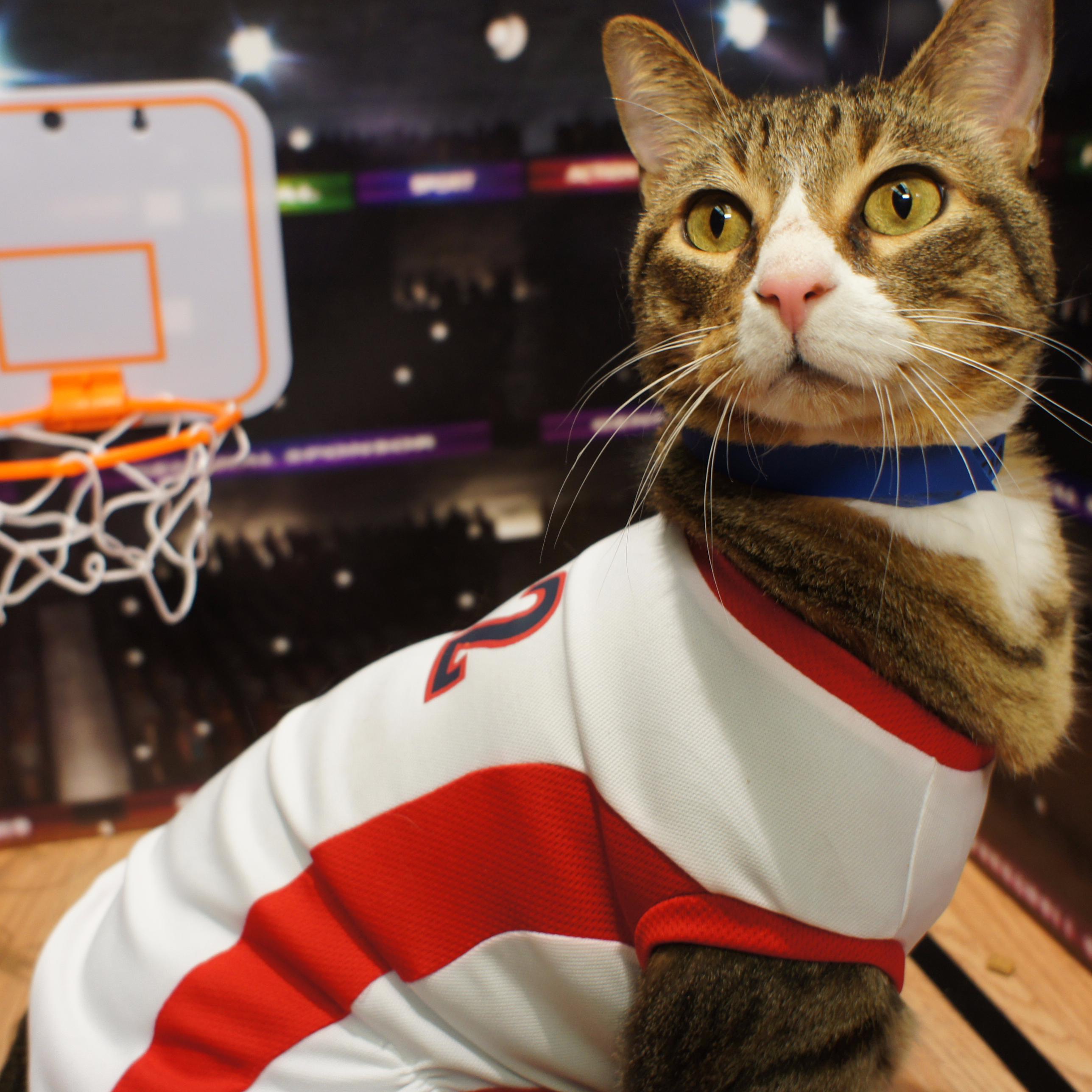 Fill out your 2015 March Madness bracket with the help of some cats from Austin Humane Society!