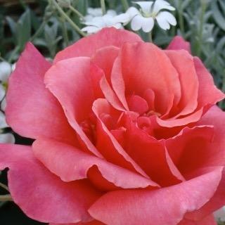 Marsha814's profile picture. Star gazer (astrologer)