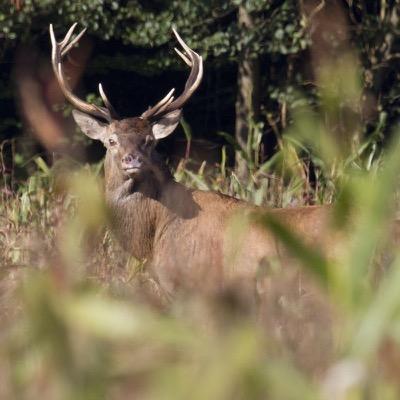 Deze stichting heeft tot doel dat de edelherten duurzaam gebruik kunnen maken van zowel de natuurgebieden als de cultuurlandschap van de Veluwe.