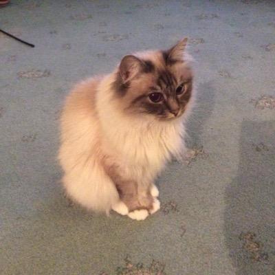 merylwilson5's profile picture. 