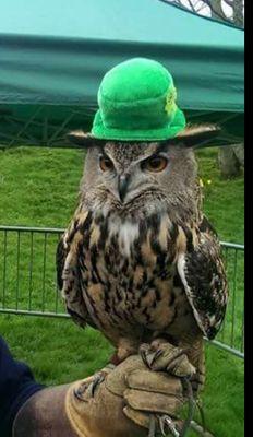 World of Owls - Educate & Conserve.  Northern Irelands only Owl, Bird of Prey & Exotic Animal Centre which is run exclusively by Volunteers. Donate / Visit
