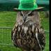 World of Owls (@WorldofOwls) Twitter profile photo