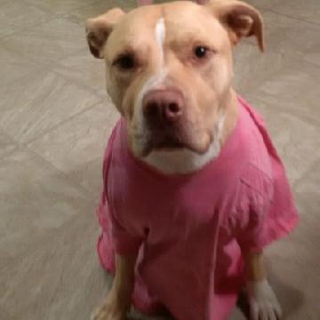 I advocate, educate and work with  pit bull dogs. I own Stolen, Missing & Exploited Pets.  I investigate and consult/ testify in dog biting dog attack cases