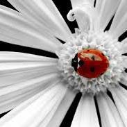 2luvaladybug's profile picture. 