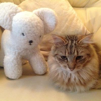Catz rule the world! Humans are merely our slaves but they think life is so much better with cats to share it with ......