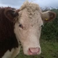 Olivia Edson (@oliviaedson) 's Twitter Profile Photo Olivia Edson (@oliviaedson) 's Twitter Profile Photo
