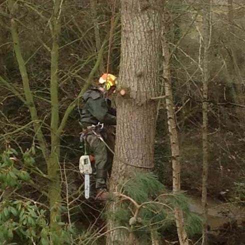 Friendly Professional Tree Care, covering East and Mid Devon and surrounding areas. All aspects of tree work undertaken.