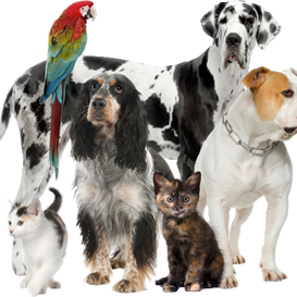 Here comes what your pets are waiting for FLETIC pets care Product