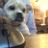Lincoln_TheDog's profile image