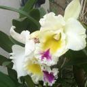 mildred rosado  - @rosado_mildred - Twitter