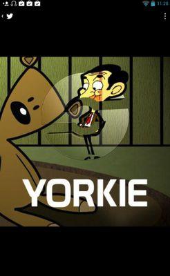 zYorkiee's profile picture. Gone Comp but still lead Blame