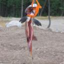 Dean Gow - @qOSillyPickleBk - Twitter