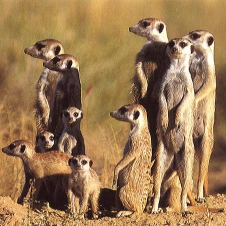 Tweet @MeerkatsLive to reach out to other @AppMeerKat users.  Make sure to follow us *Not affiliated with @appmeerkat