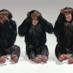 resistant strain (@thamonkey1975) Twitter profile photo