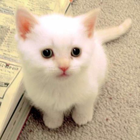 Cats, Cats, Cats! Everything Cats in Oswego, NY.  Lost. Cute. Found. ^_^