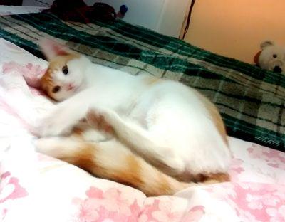 En un mundo de gatitos hay felicidad.  PERO cundo sales una aventura comienza ... Me quieres acompañar?