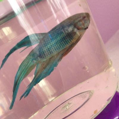 i know the fish was a boy do u not know how these accounts work