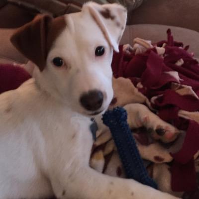 Jack_JimBeam's profile picture. My name is Jack Jim Beam Daniels. I am a FRAT HOUND I like partying, bitches, and biting things.