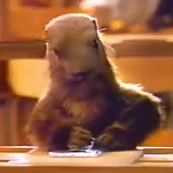 Marmotte Milka Marmotte Milka ট ইট র