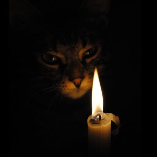 I am cat. I am the Kittenquisitor, A Rogue
