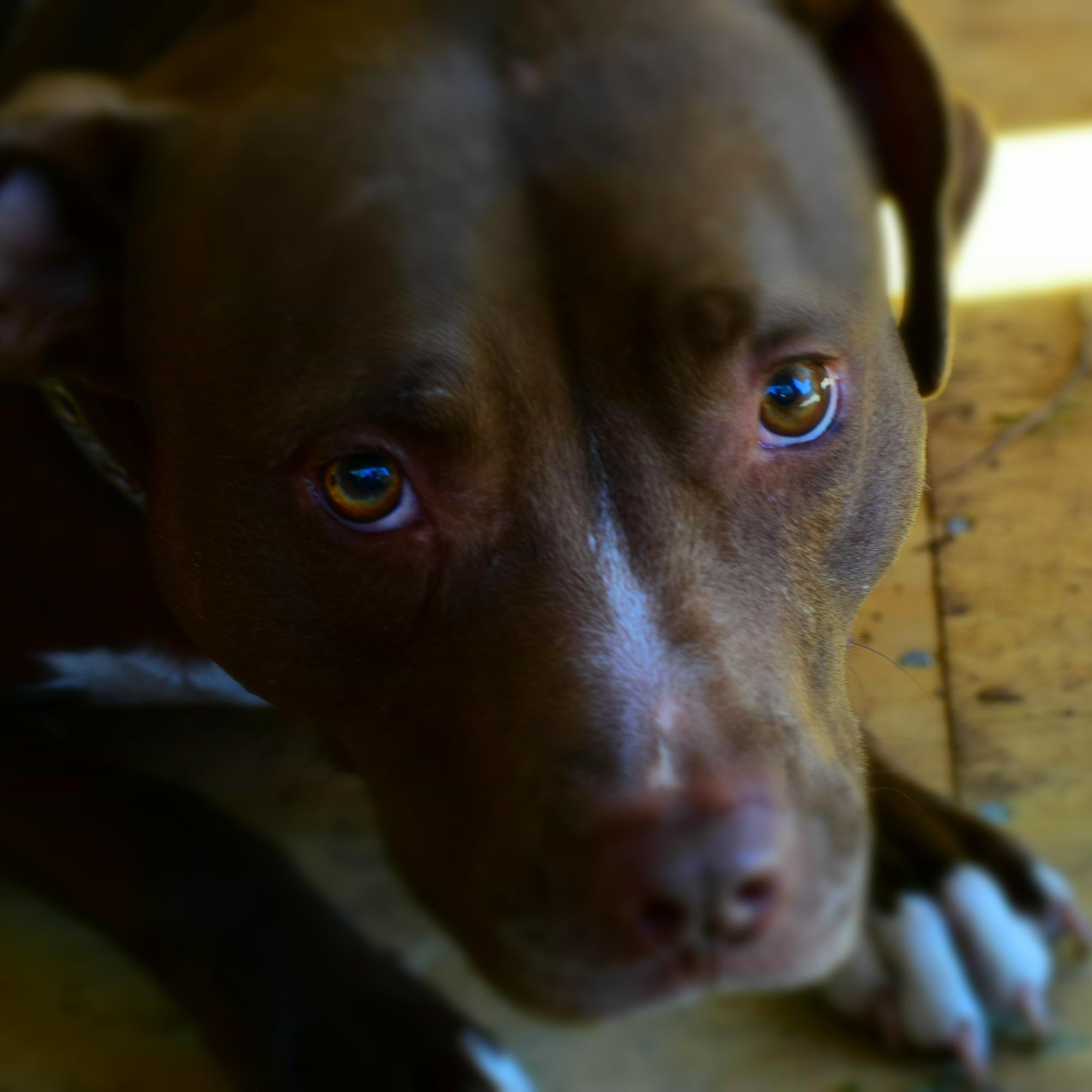 dogfriendlystl's profile picture. Never use a big word when a little filthy one will do. ~Johnny Carson