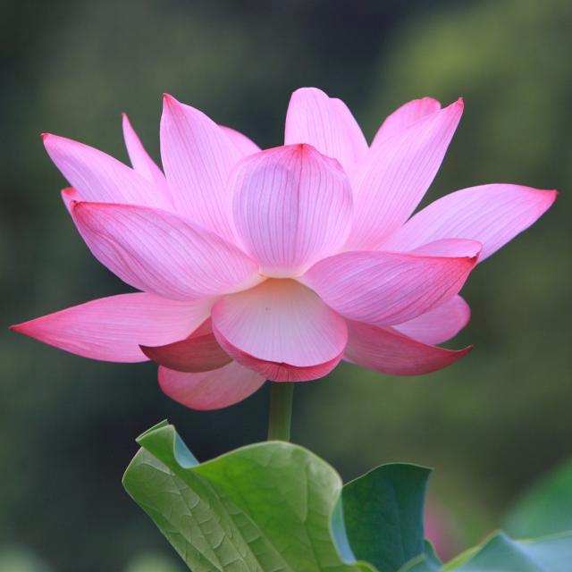 The Lotus Acupuncture & Wellness Center offers acupuncture, massage and herbal therapy.
