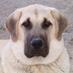 STRAY DOGS; DANGEROUS STREET DOGS IN TURKEY (@sivaskangaldogs) Twitter profile photo