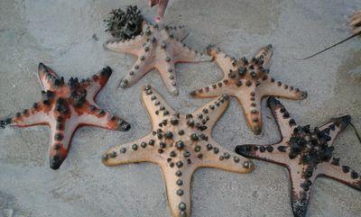 sjgultom17's profile picture. justice n peace