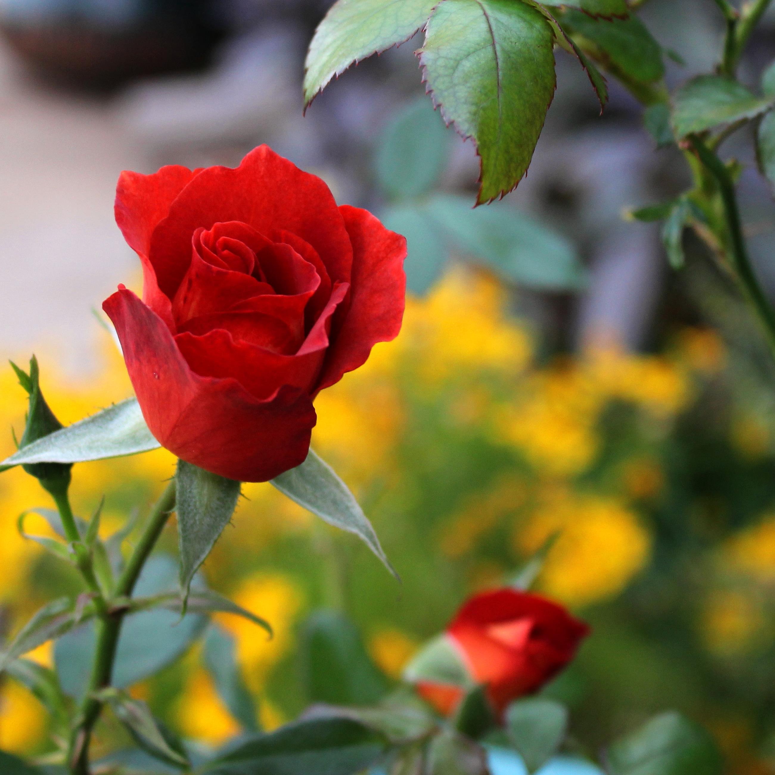 LREvans54's profile picture. Thirty-one year Veteran, volunteer, gardener, love my family and dog, and like to play word games.