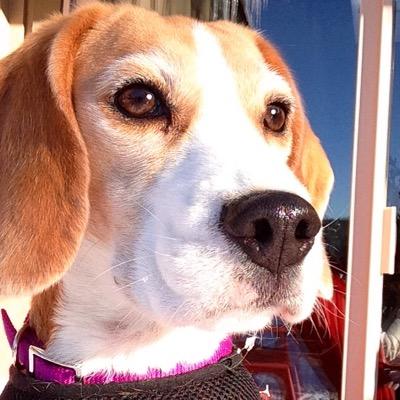 KSFKitten's profile picture. 
