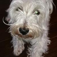 アンコロ (@tsm256mst) 's Twitter Profile