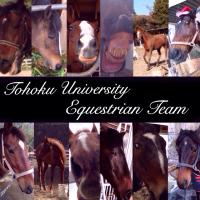 東北大学学友会乗馬部 (@tohoku_jobabu) Twitter profile photo