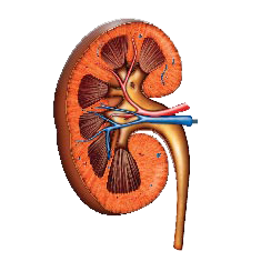 A NGO, Championing the cause of Kidney Patients specially on kidney awareness & early detection. https://t.co/QQn1EOx6ET,https://t.co/1BD2yhx8UU
