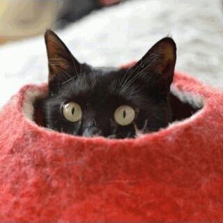 どこにでも、ただの猫犬好きなリーマンです╰(*´︶`*)╯